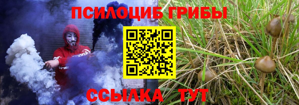 Псилоцибиновые грибы Psilocybe  Вичуга  Псилоцибиновые грибы GOLDEN TEACHER 